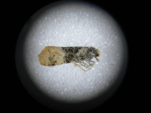 Réf. 255 502 : Cochylis nana
